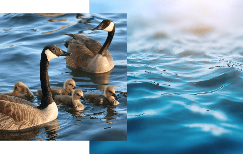A family of ducks swimming in a lake in Vancouver, BC.